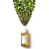 SKIN1004 Madagascar Centella Ampoule - Slika 7