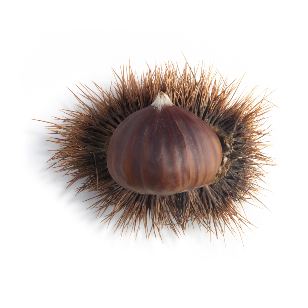 Apivita Balzam za usne s kestenom 4,4 g - Slika 2